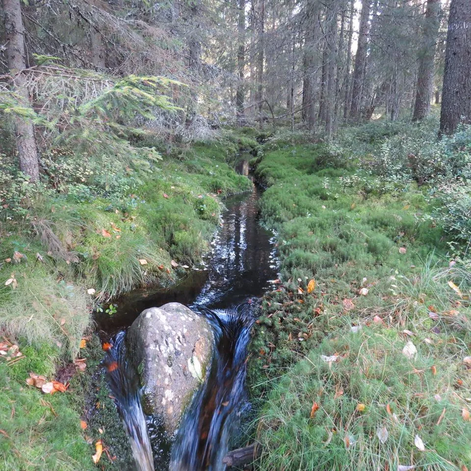 Klicka för att förstora