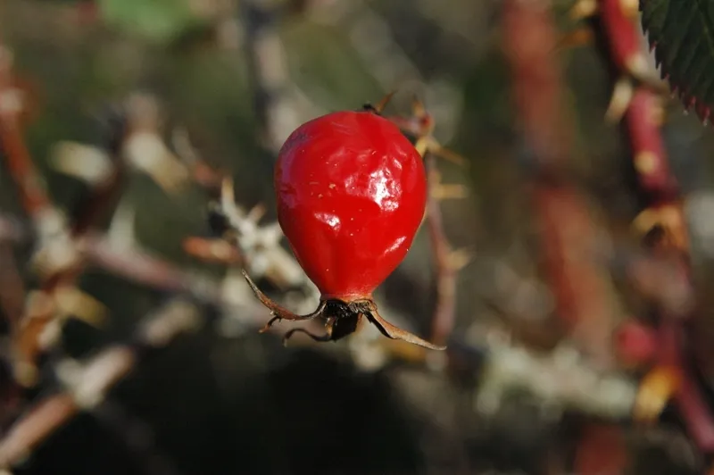 Klicka för att förstora