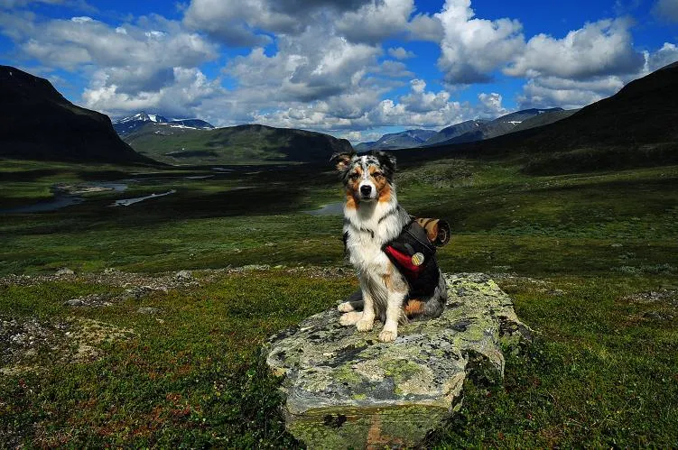 Klicka för att förstora