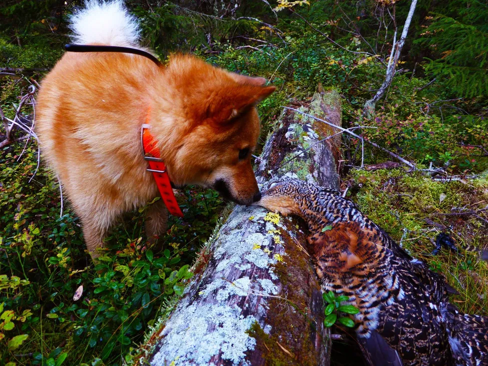 Klicka för att förstora