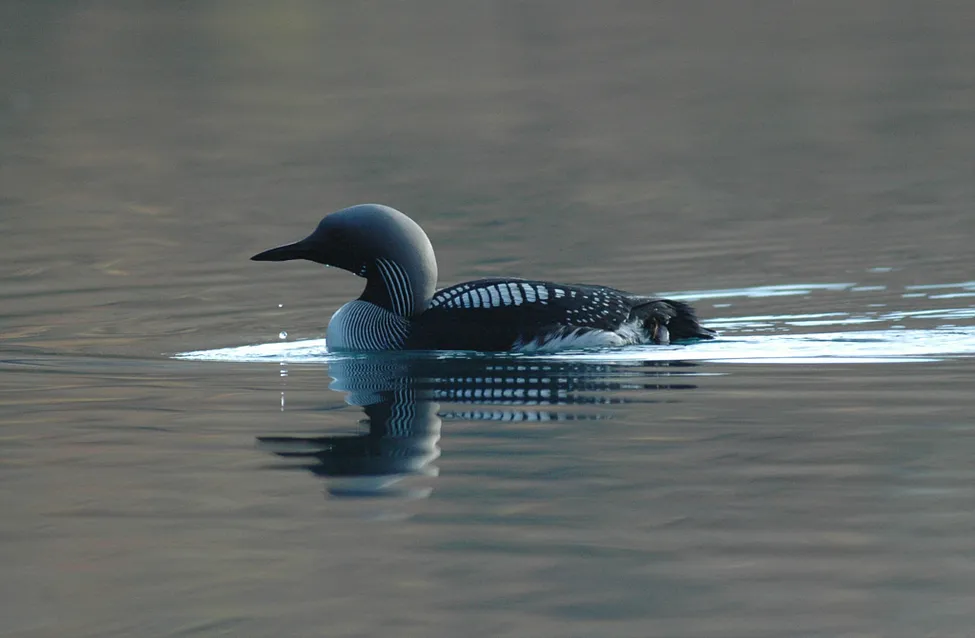 Klicka för att förstora