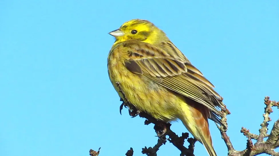 Klicka för att förstora