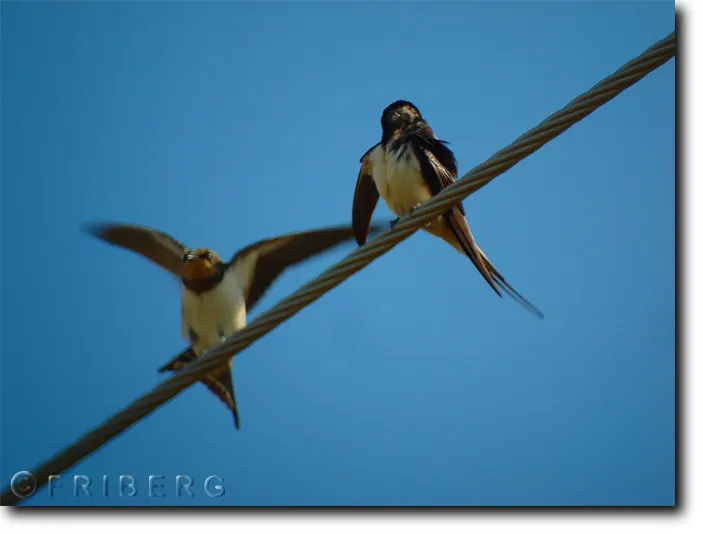 Klicka för att förstora