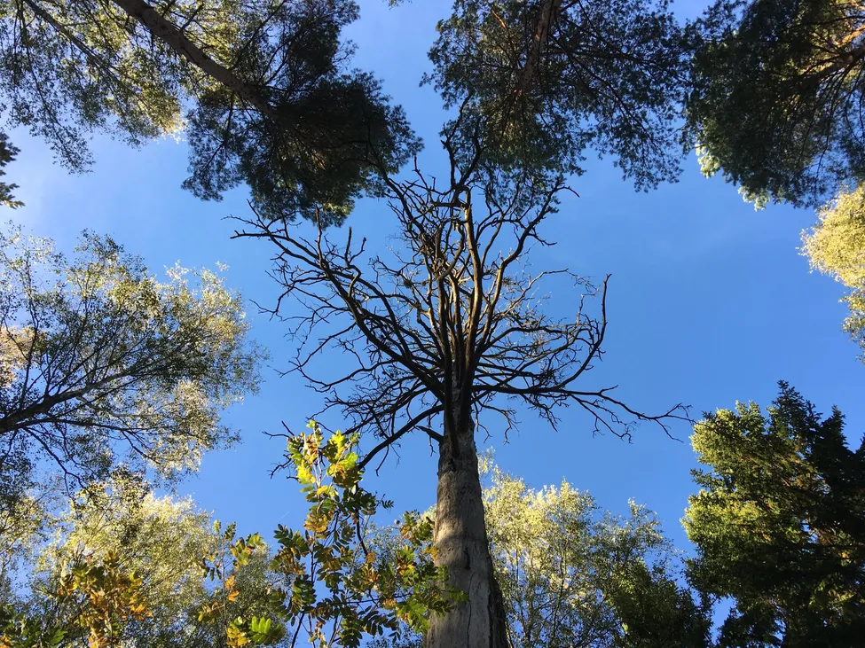 Klicka för att förstora