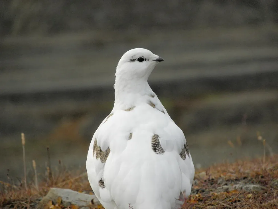 Klicka för att förstora