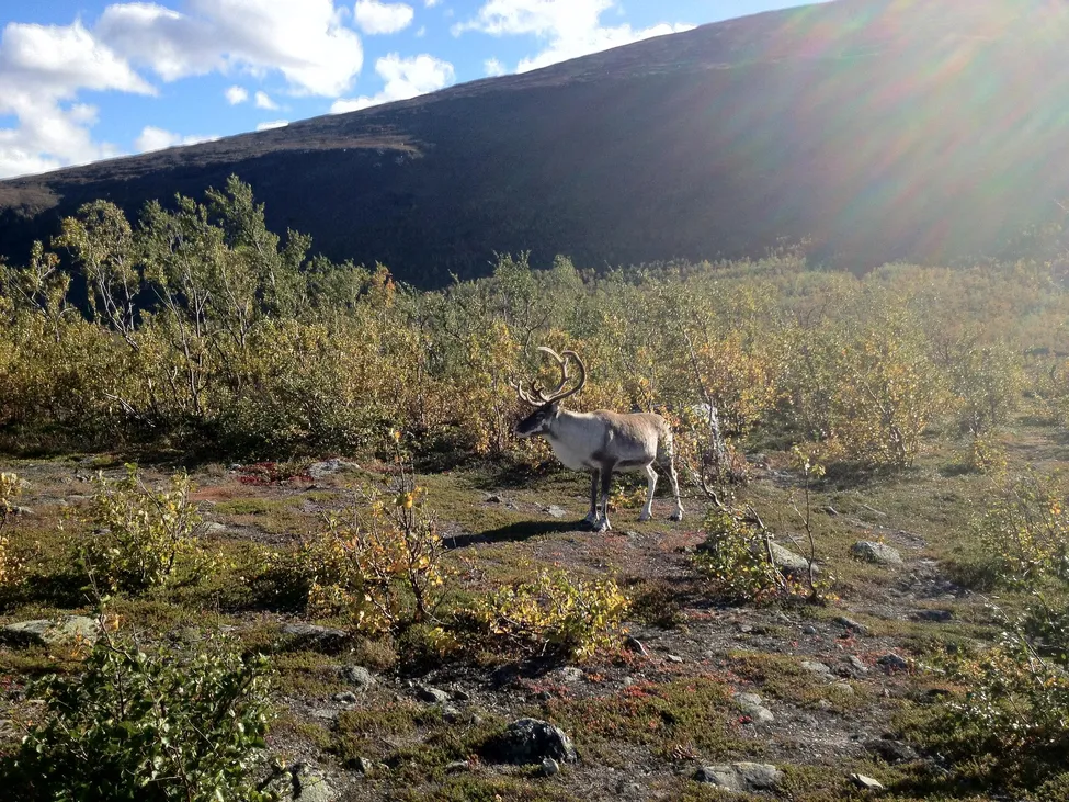 Klicka för att förstora