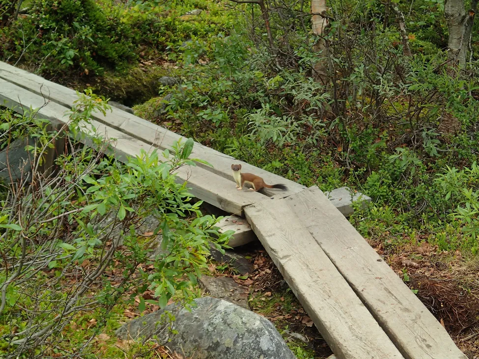 Klicka för att förstora