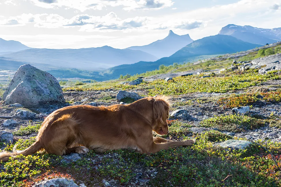 Klicka för att förstora