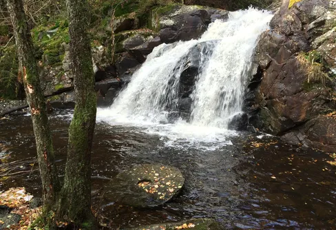 Flodpärlmusslan bevaras i nya naturreservatet Sollumsåns dalgång