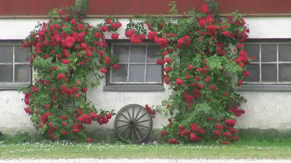 Klicka för att förstora