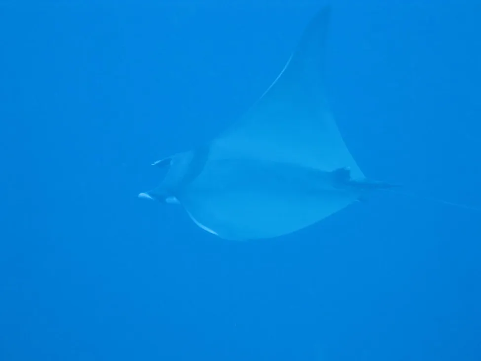 Klicka för att förstora