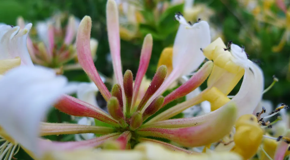 Klicka för att förstora