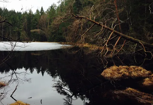 Vindskyddsnatt i  Bauer-skog