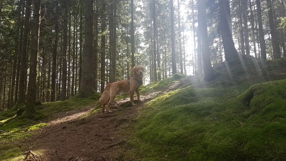 Klicka för att förstora