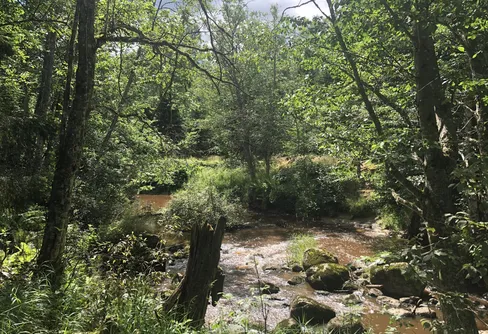 Unik lövskog skyddas för all framtid