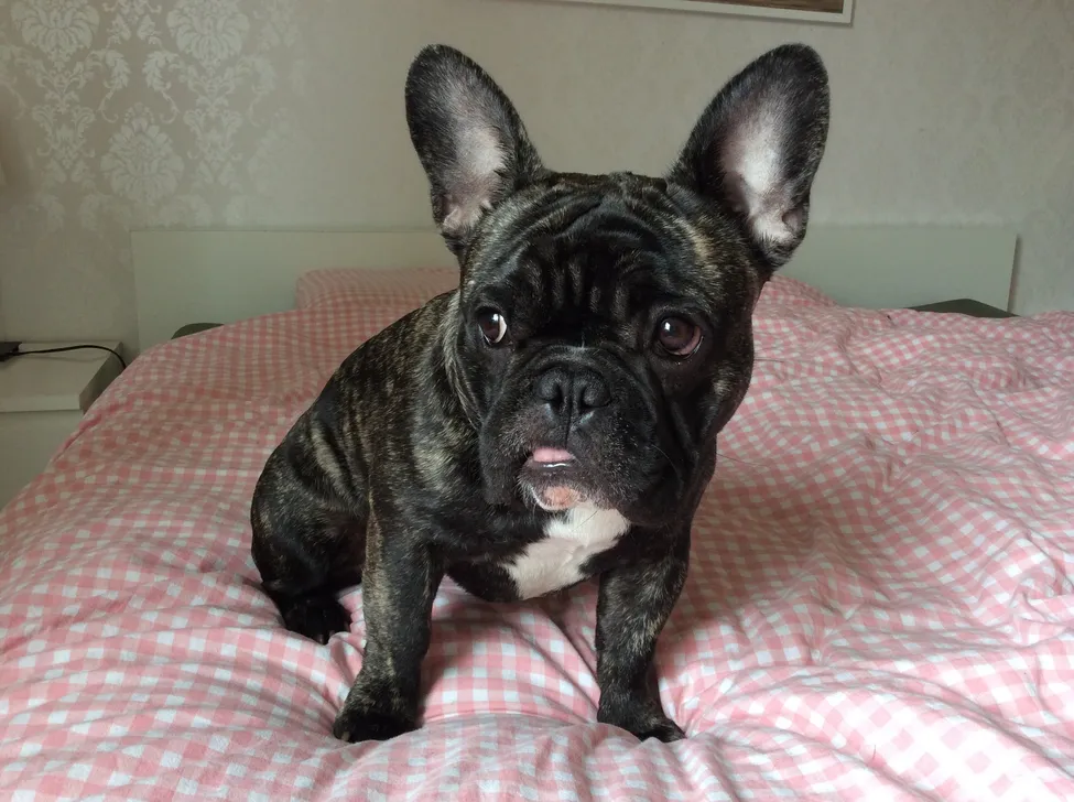 Klicka för att förstora