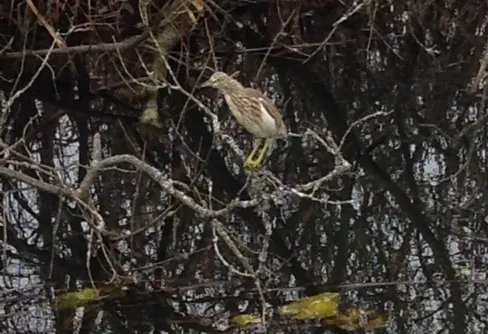 Sällsynt fågelbesök