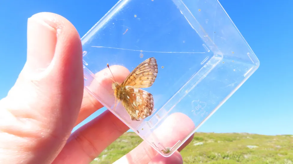 Klicka för att förstora