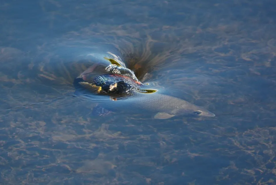 Klicka för att förstora