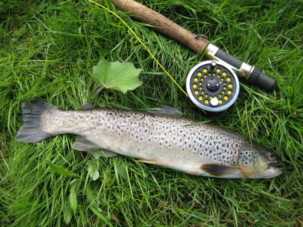 Klicka för att förstora