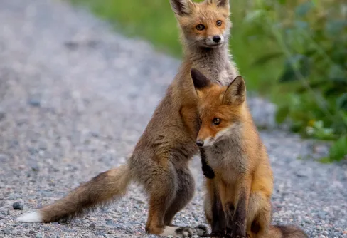 Bidra till forskning om vilda djur