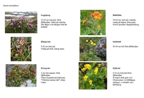 Varsågod. Superlätt fjällflora på 3 st A4-ark.