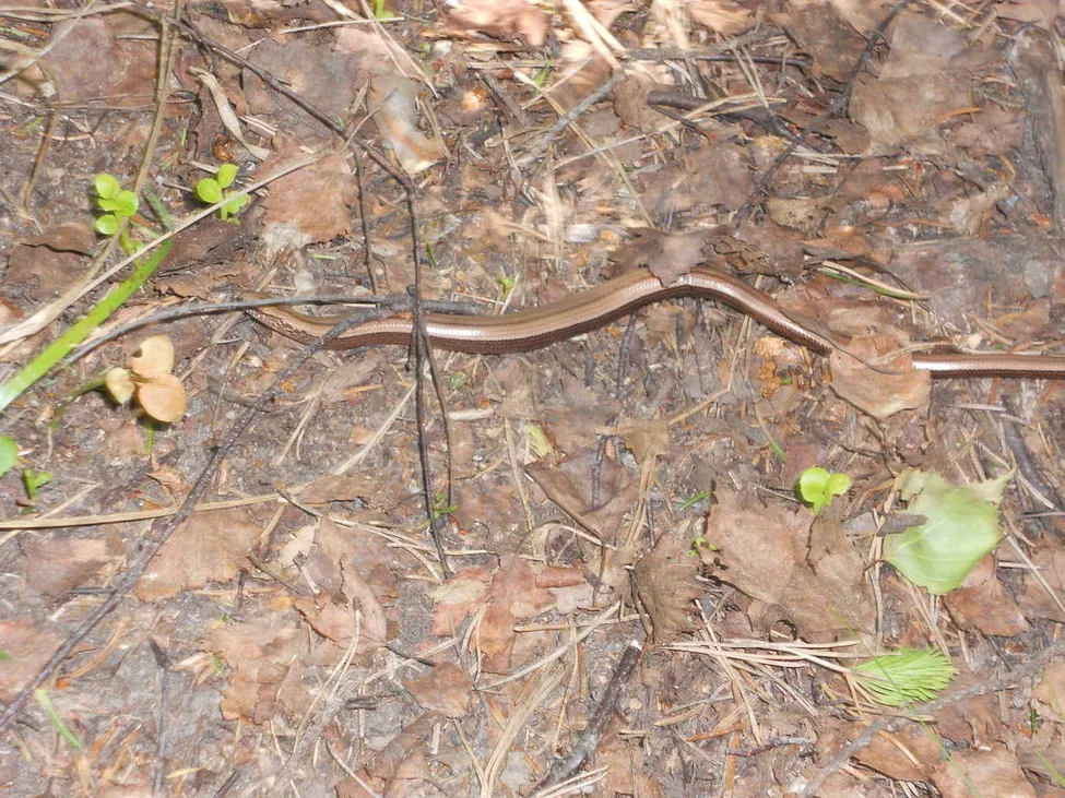 Klicka för att förstora