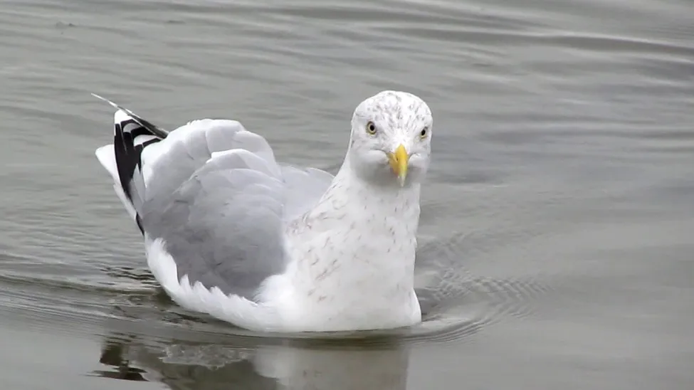 Klicka för att förstora