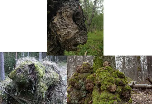 Vinnarna i fototävlingen - Påminner om!