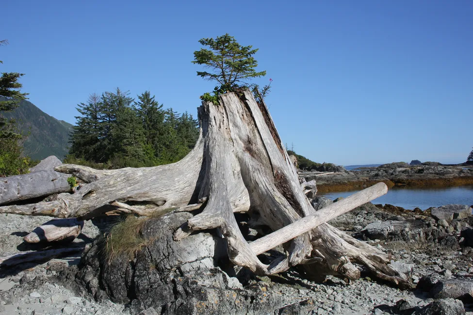 Klicka för att förstora