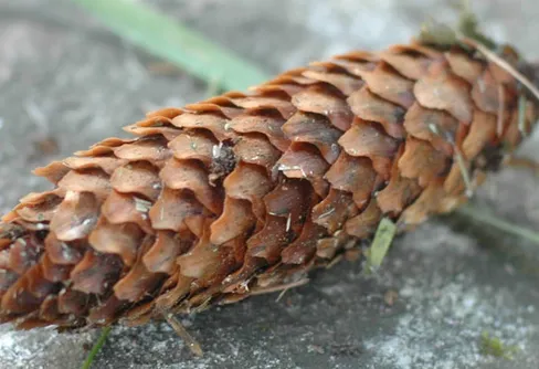 Kottepoängen reviderade