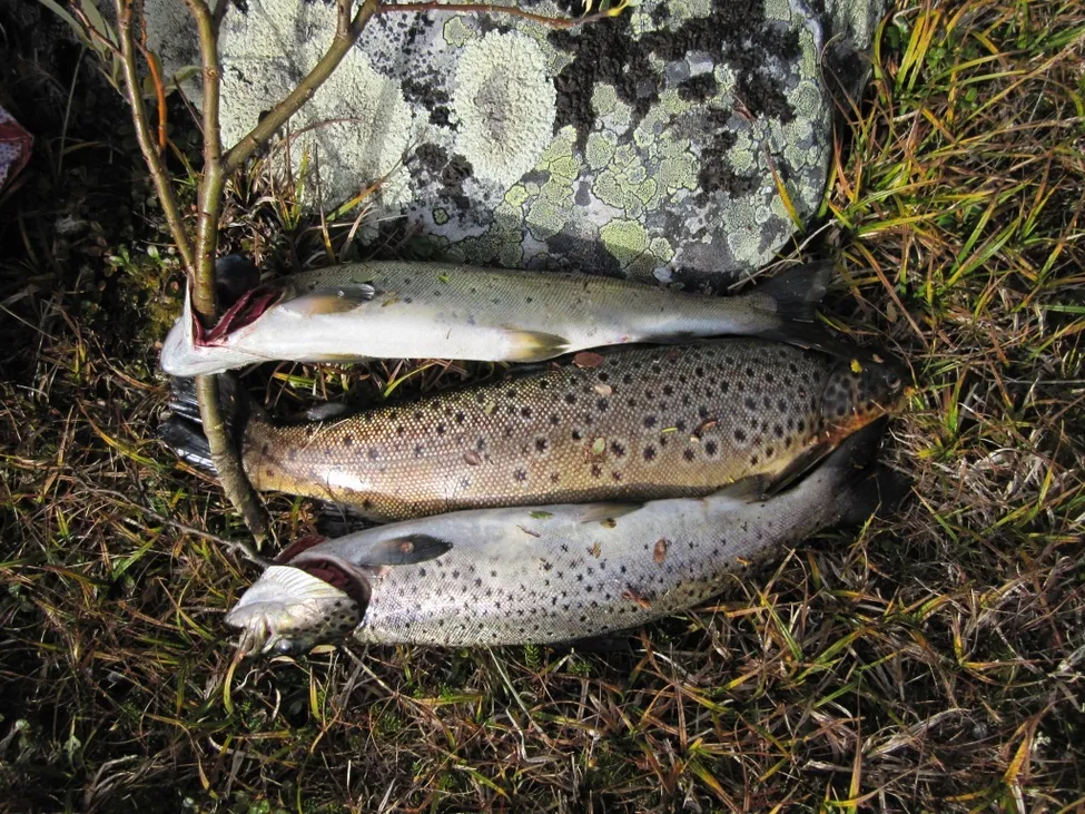 Klicka för att förstora