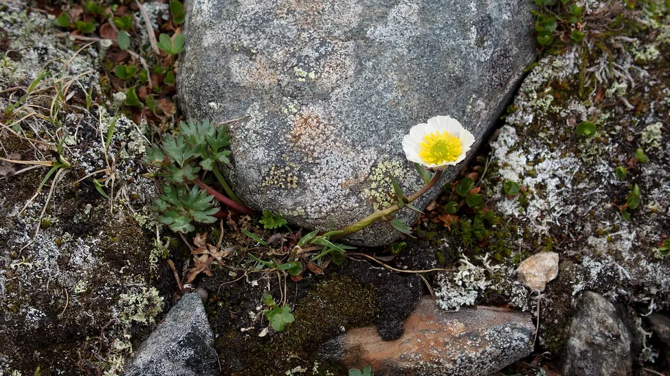 Klicka för att förstora