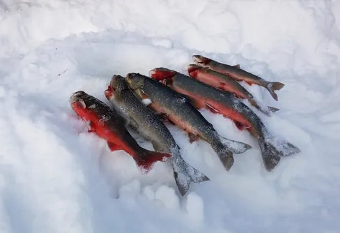 Olika turer i närområdet.