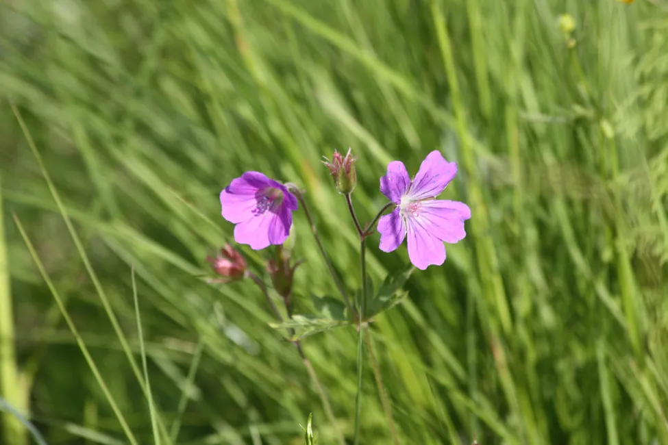 Klicka för att förstora