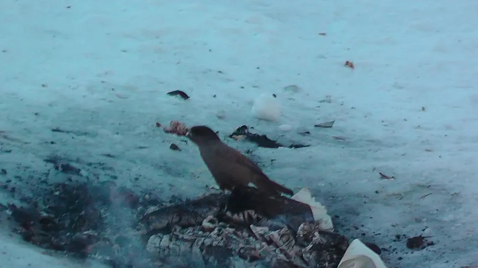 Klicka för att förstora