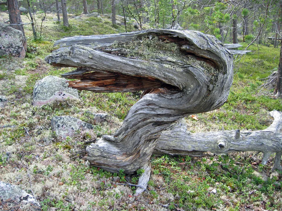 Klicka för att förstora