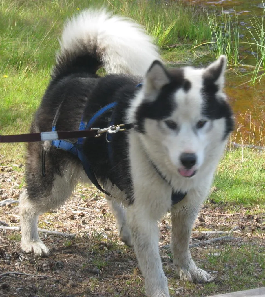 Klicka för att förstora