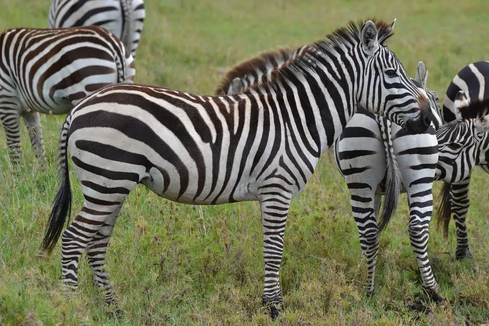 Klicka för att förstora