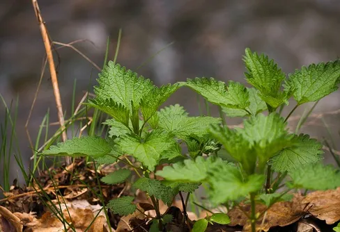 Gör en soppa från naturens skafferi