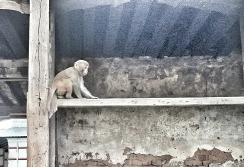 T a n k e k n e p - tämj apan inom dig