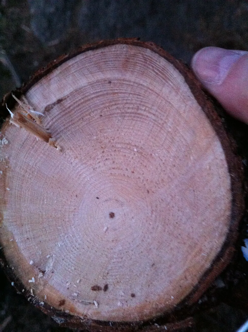 Klicka för att förstora