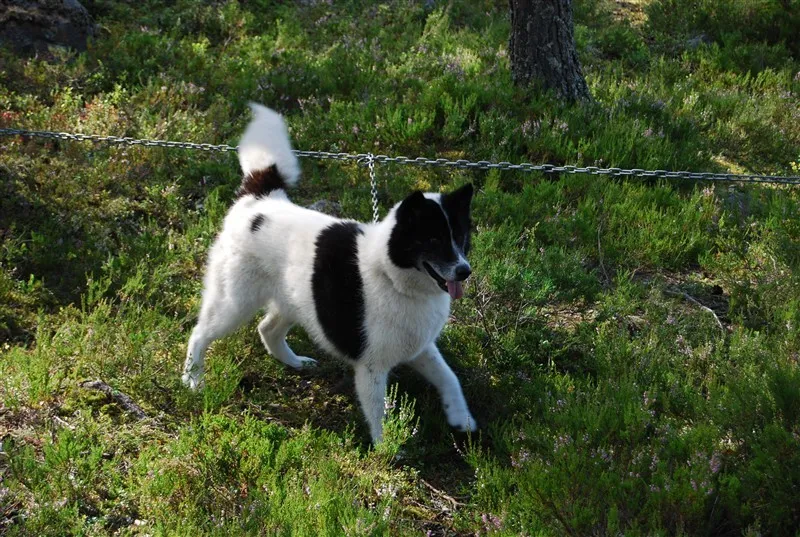 Klicka för att förstora