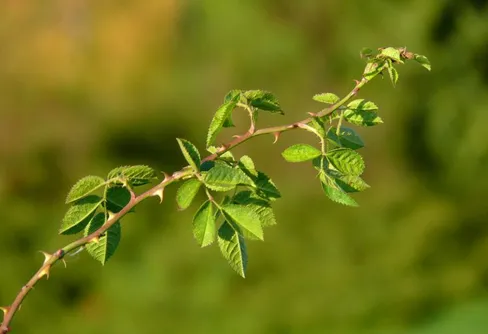 Mellan de stora äventyren