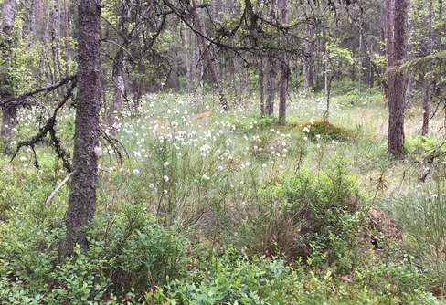 131 nya naturreservat under 2020