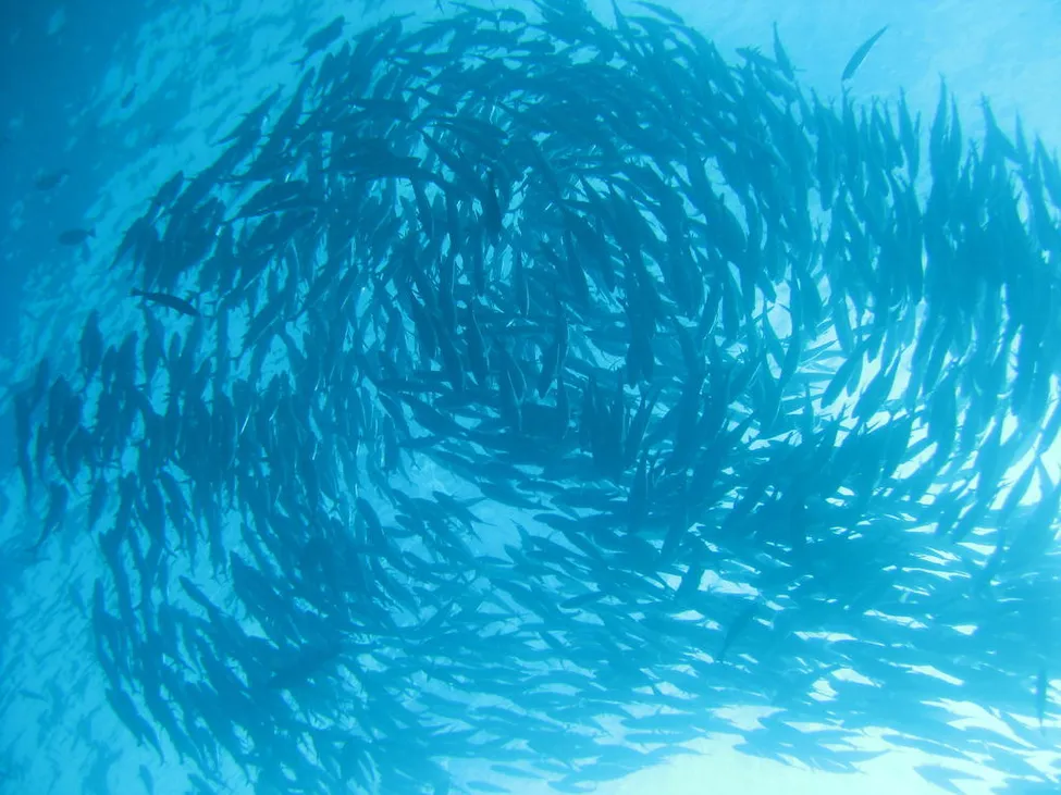 Klicka för att förstora