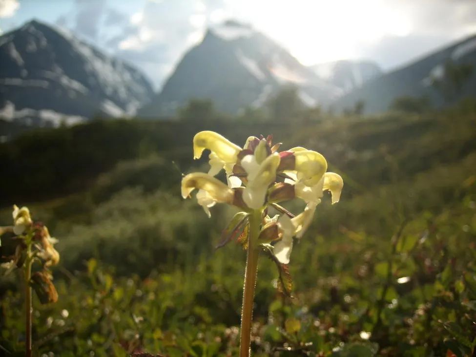 Klicka för att förstora