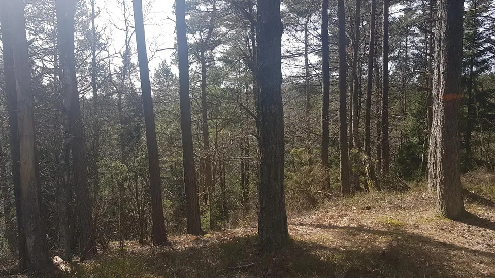 Klicka för att förstora