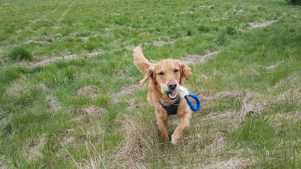 Klicka för att förstora