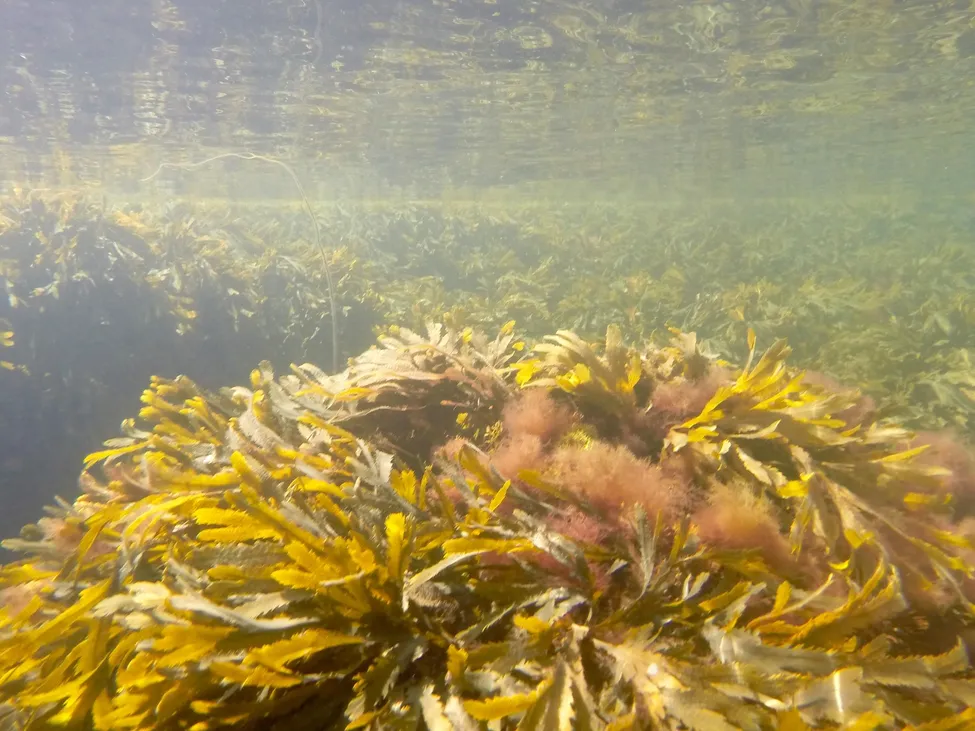 Klicka för att förstora